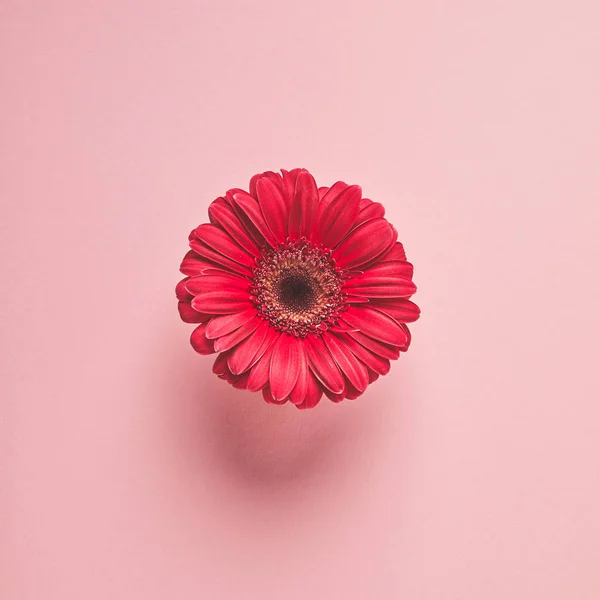 Vista de cerca de la hermosa flor de gerberas rojas aisladas en rosa - foto de stock