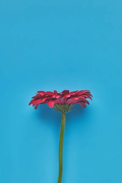 Vue de dessus de belle fleur Gerbera simple sur le bleu, concept de fête des mères — Photo de stock