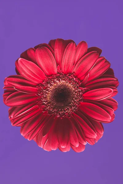 Close-up shot of Gerbera flower on purple, mothers day concept — Stock Photo