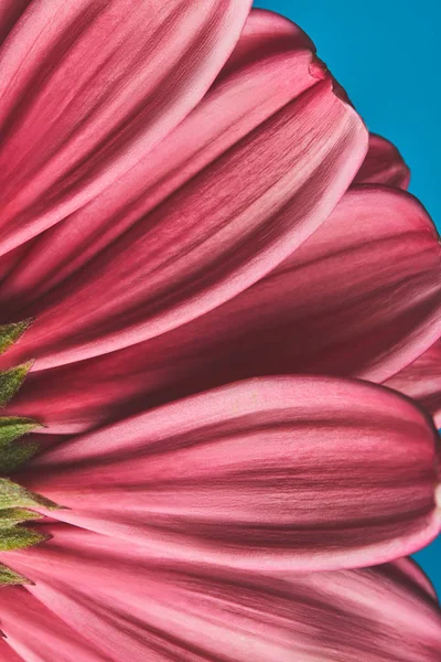Makroaufnahme von Gerbera-Blütenblättern, Muttertagskonzept — Stockfoto