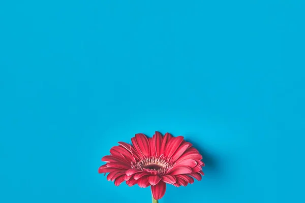 Top view of single Gerbera flower on blue, mothers day concept — Stock Photo