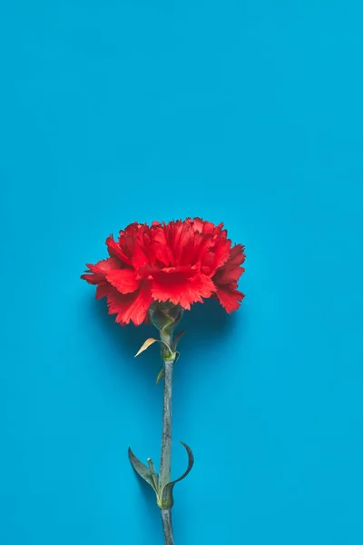 Draufsicht auf einzelne Dianthusblüten auf blauem, Muttertagskonzept — Stockfoto