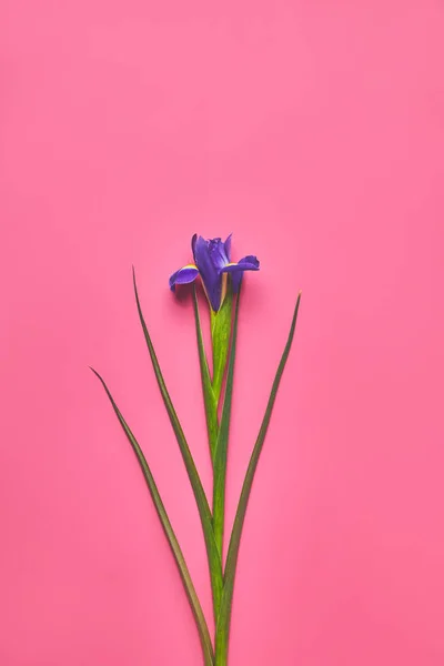 Top view of single iris flower on pink, mothers day concept — Stock Photo