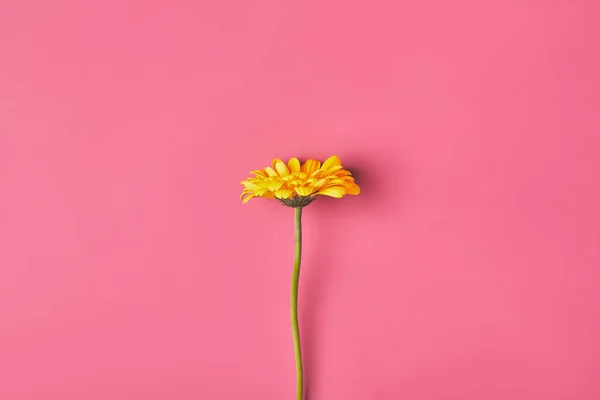 Vue du dessus de la fleur Gerbera simple sur rose, concept de fête des mères — Photo de stock