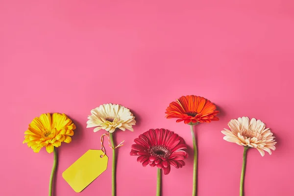 Draufsicht auf bunte Gerbera-Blüten in Reihe mit leerem Anhänger auf rosa, Muttertagskonzept — Stockfoto