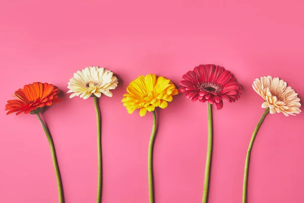 Vista dall'alto di fiori Gerbera colorati in fila su rosa, concetto di giorno delle madri — Foto stock