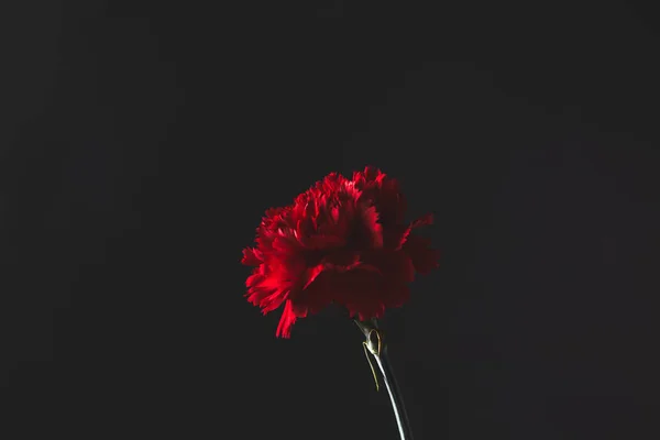 Belle fleur d'oeillet sur noir, concept de fête des mères — Photo de stock