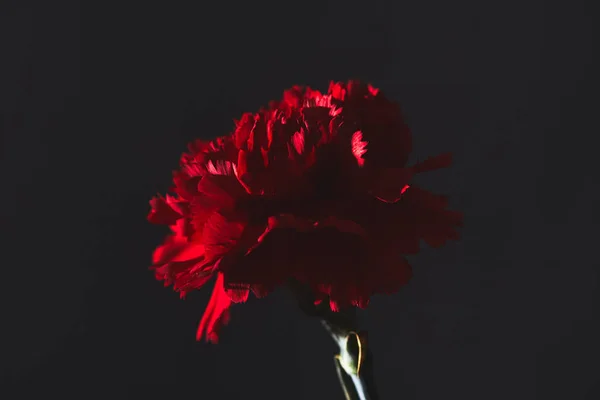 Gros plan de fleur d'oeillet rouge sur noir, concept de fête des mères — Photo de stock