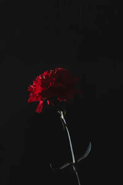 Schöne rote Dianthusblüte auf schwarzem, Muttertagskonzept — Stockfoto