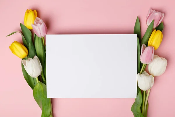 Fiori di tulipano primaverili con carta bianca isolata su rosa — Foto stock