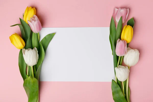 Tulipas coloridas com papel em branco isolado em rosa — Fotografia de Stock