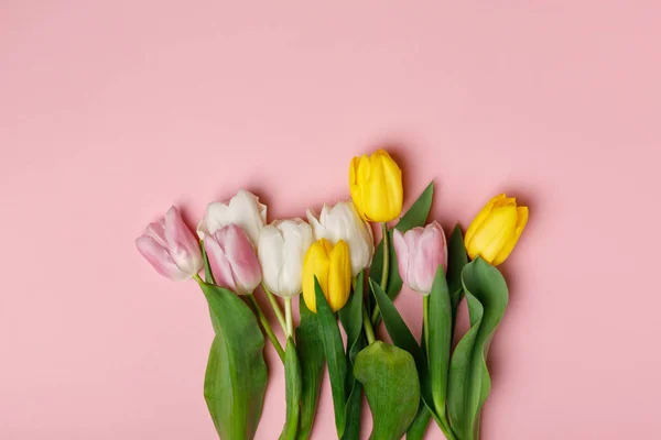 Tender blooming tulips isolated on pink background — Stock Photo