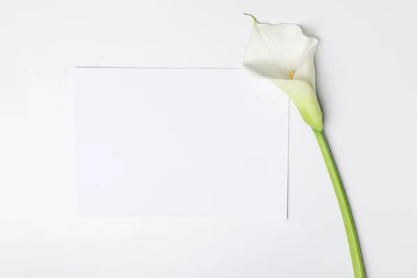 White calla flower with blank paper isolated on white — Stock Photo