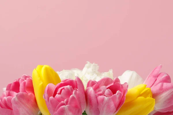 Spring flowers tulips isolated on pink background — Stock Photo