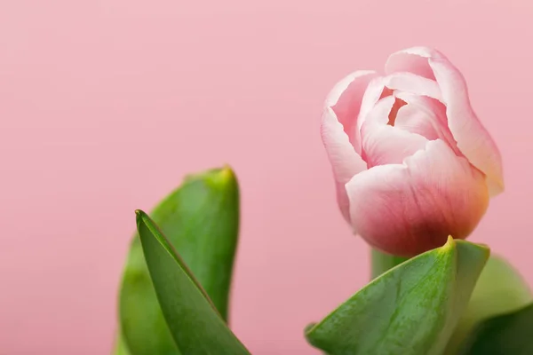 Tulipano — Foto stock
