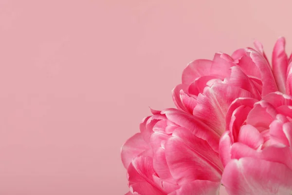 Frühlingsblumen rosa Tulpen isoliert auf rosa Hintergrund — Stockfoto