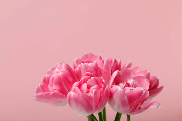 Bouquet of spring tulips isolated on pink background — Stock Photo