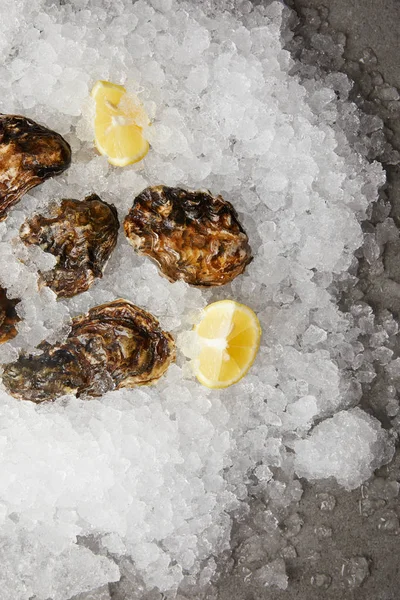Delicadas ostras frescas con limones refrigerados sobre hielo - foto de stock