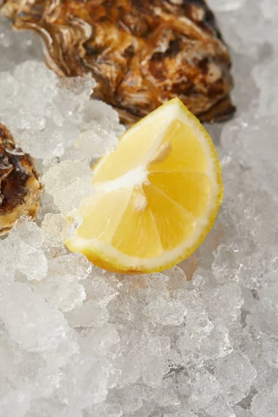 Lemon slice on ice by oyster clams — Stock Photo