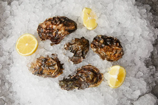 Large oysters served with lemons on ice — Stock Photo