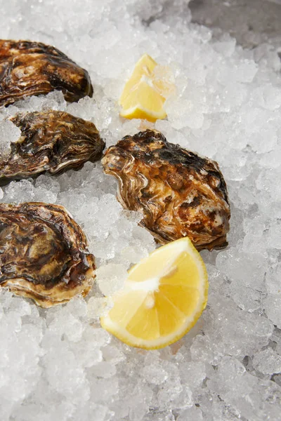 Refrigerated oysters with lemon slices on ice — Stock Photo