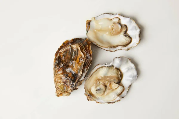 Open fresh oyster clams isolated on white — Stock Photo