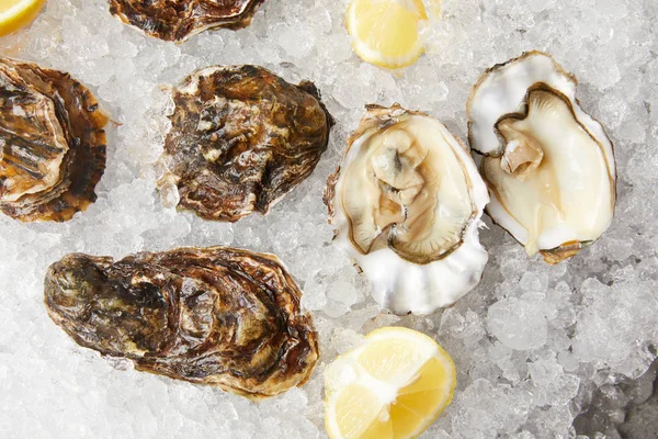 Oysters — Stock Photo