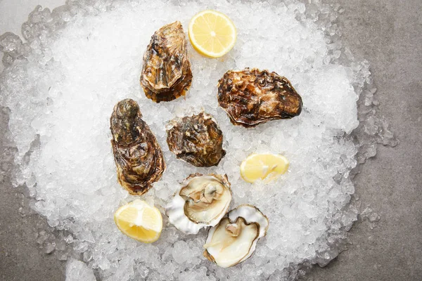 Cooled oysters served with lemons on ice — Stock Photo