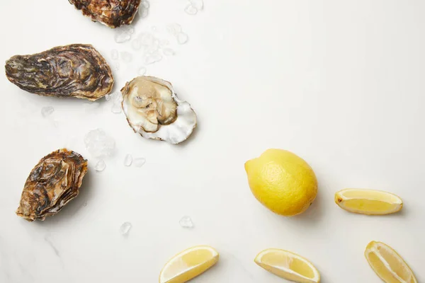 Fresh oysters with lemons on white table with ice — Stock Photo