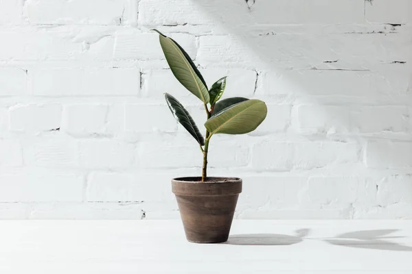 Front view of potted ficus plant on white table — Stock Photo