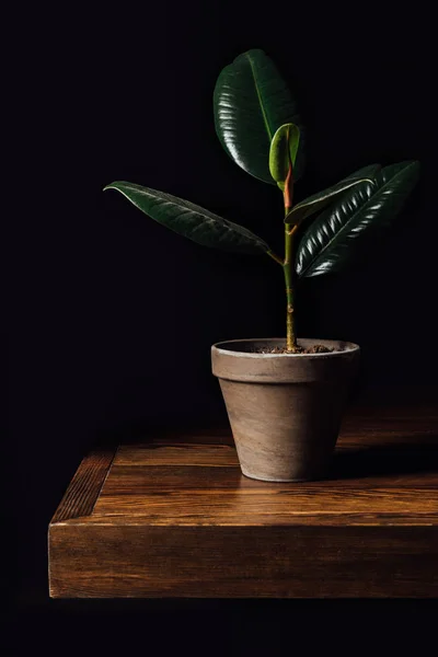 Potted ficus plant on wooden table — Stock Photo