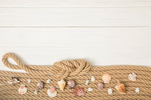 Top view of pile of seashells on knotted brown nautical ropes on white wooden background — Stock Photo