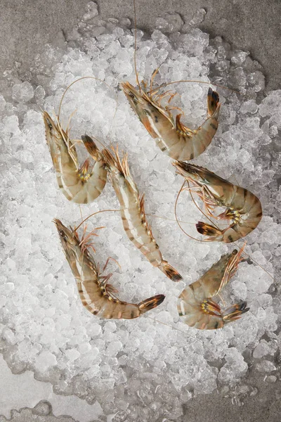 Vue du dessus des crevettes crues sur la glace concassée — Photo de stock