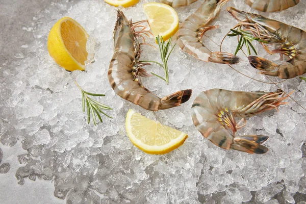 Gros plan des crevettes crues avec du romarin et des tranches de citron sur la glace concassée — Photo de stock