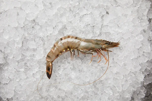 Top view of raw prawn on crushed ice — Stock Photo