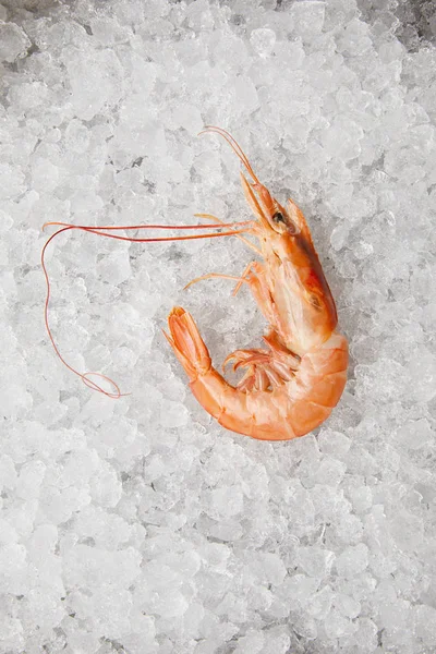 Top view of cooked prawn on crushed ice — Stock Photo