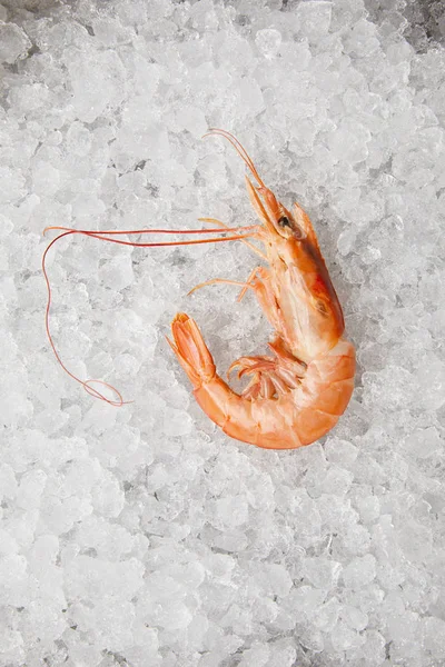 Vue de dessus de crevette cuite sur glace concassée — Photo de stock