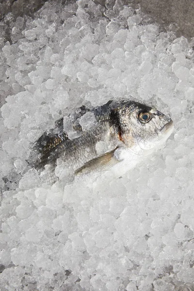 Top view of raw gilt-head bream incrushed ice — Stock Photo