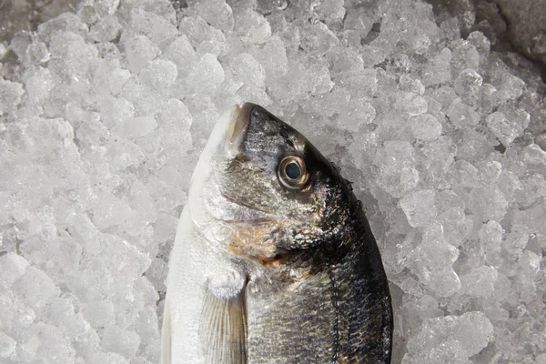 Close-up shot of raw gilt-head bream on crushed ice — Stock Photo