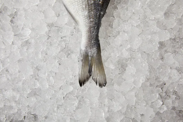 Vue de dessus de la queue de poisson crue sur la glace concassée — Photo de stock