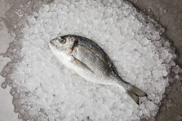 Top view of raw gilt-head bream on crushed ice and on concrete surface — Stock Photo