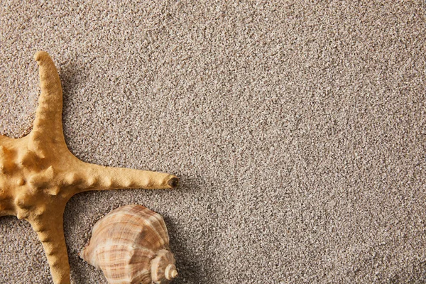 Top view of arranged sea star and seashell on sand — Stock Photo