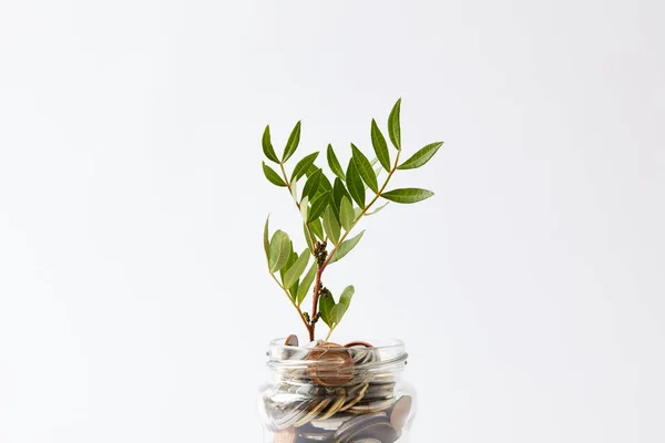 Monedas en frasco de vidrio con planta en crecimiento aislada en blanco - foto de stock