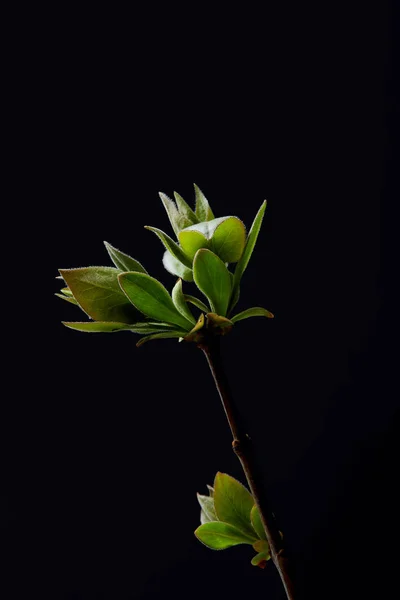 Primer plano plano de las hojas en rama aislada sobre fondo negro - foto de stock