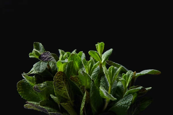 Closeup shot of mint leaves isolated on black background — Stock Photo