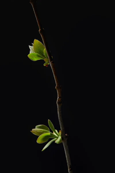 Gros plan de feuilles sur branche isolées sur fond noir — Photo de stock