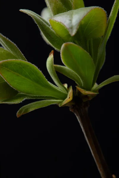 Imagem close-up de ramo com folhas isoladas no fundo preto — Fotografia de Stock