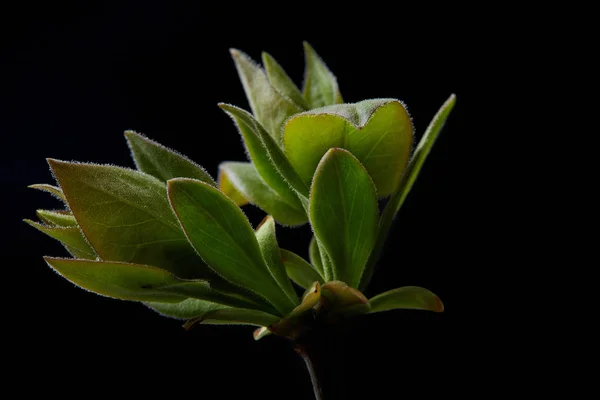 Primo piano colpo di ramo con foglie isolate su sfondo nero — Foto stock