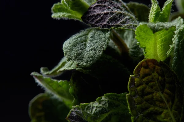 Vue rapprochée des feuilles de menthe isolées sur fond noir — Photo de stock