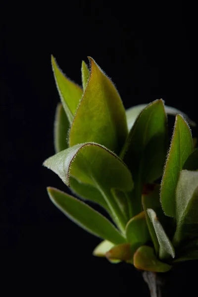 Immagine ravvicinata di foglie di piante isolate su sfondo nero — Foto stock